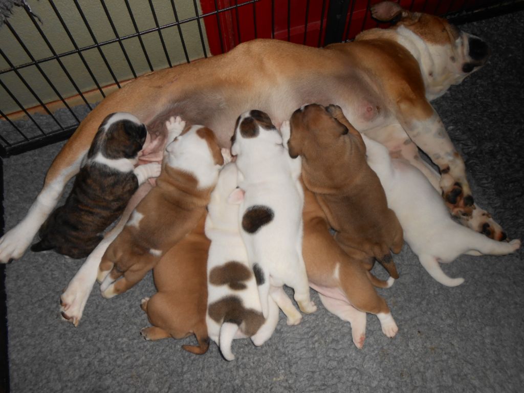 Chiot Bulldog continental des Ronins de l'aube rouge